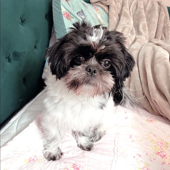 Meet your Posher, B. - Picture 1 of 1